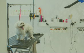 Centro veterinario Los Olivos imagen servicio peluquería